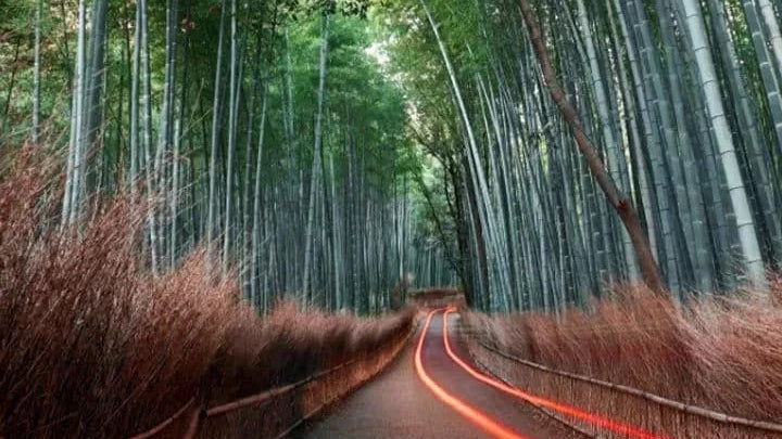 Green bamboo forest pathway representing LCRServix commitment to sustainable IT and eco-friendly technology solutions
